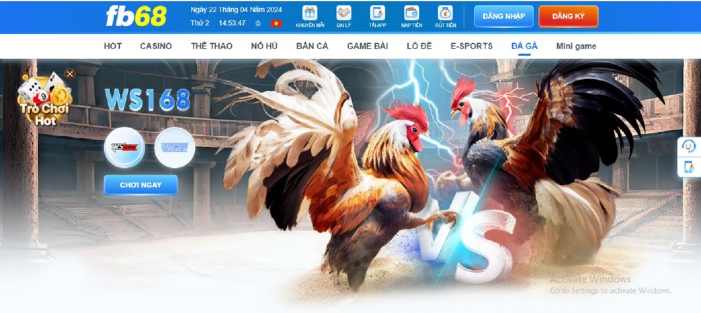 Fb68 cập nhật đầy đủ các giải đá gà từ những trường gà nổi tiếng trên thế giới
